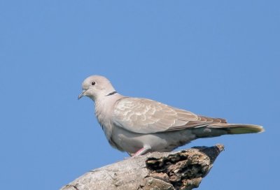 Eurasian Collared-Dove
