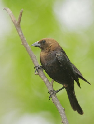 Brown-headed Cowbird, male