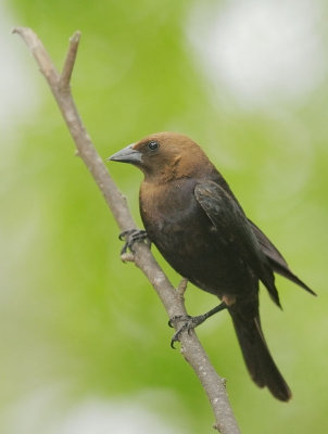 Brown-headed Cowbirds