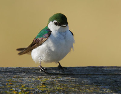 Violet-green Swallow, male