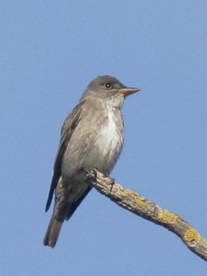 Olive-sided Flycatcher