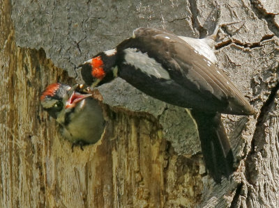 Hairy Woodpeckers, adult male feeding juvenile male