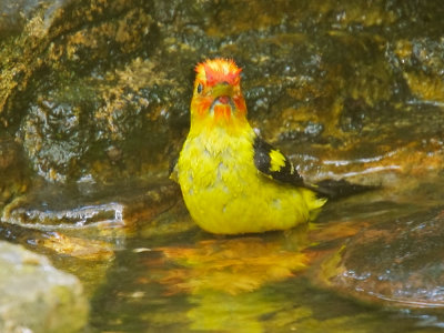 Western Tanager, male bathing