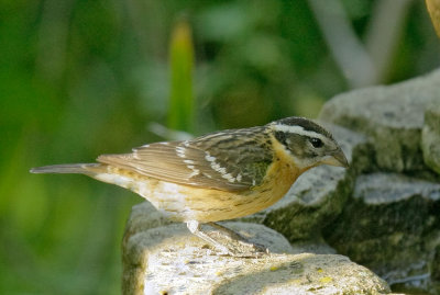 Black-headed Grosbeak, female