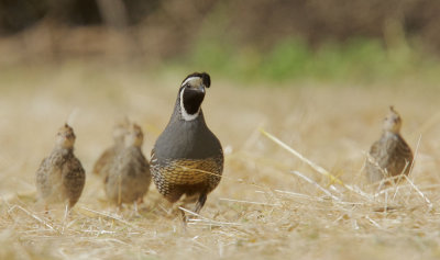 California Quail, male with chicks