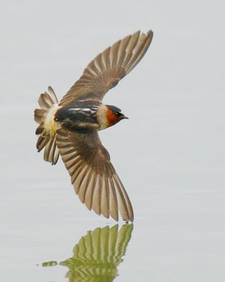 Cliff Swallow, flying