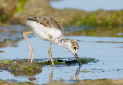 Black-necked Stilt, juvenile