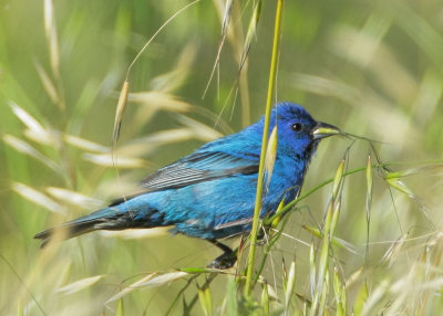 Indigo Bunting, male, with oat