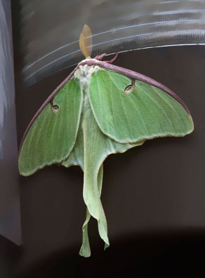 Papillon lune / Actias Luna / Luna Moth