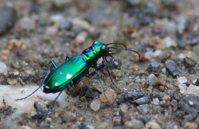 Cicindèle à six points - Cicindela sexguttata - Six-spotted Tiger Beetle