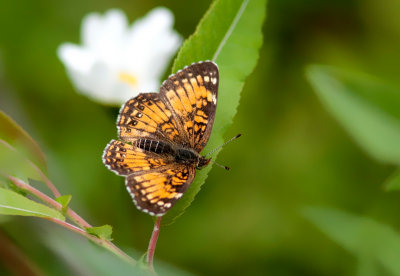 Damier argent - Chlosyne nycteis - Silvery Checkerspot