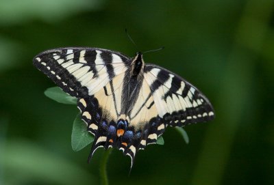 Papillon tigr du Canada - Papilio canadensis - Canadian Tiger Swallowtail