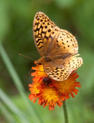 Argynne aphrodite / Aphrodite Fritillary