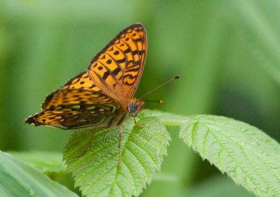 Argynne de l'Atlantique - Speyeria atlantis - Atlantis Fritillary