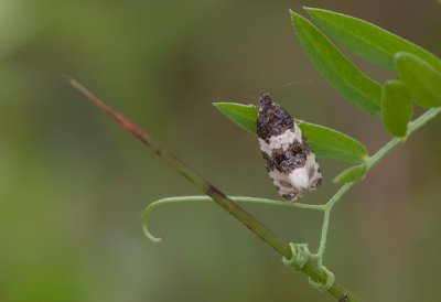 Olethreutes bipartitana / Divided Olethreutes Moth