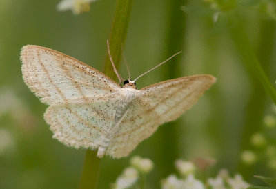 Cabera erythemaria / Yellow-dusted Cream Moth