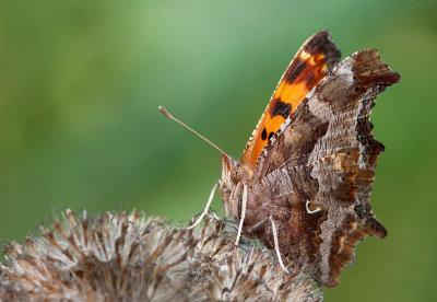 Polygone satyre / Satyr comma / Polygonia satyrus