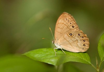 Satyre des Appalaches / Appalachian Brown / Satyrodes appalachia