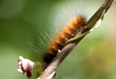 Diacrisie de Virginie / Yellow Woollybear / Spilosoma virginica