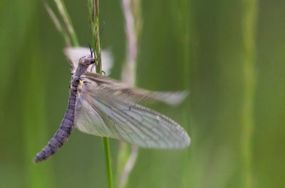 Chauliode parchemin / Chauliodes pectinicornis / Summer Fishfly