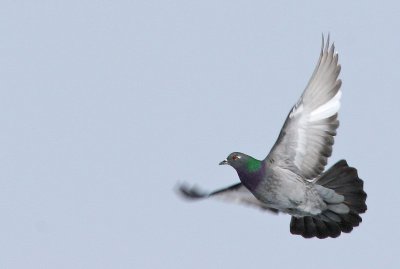 Pigeon biset - Columba livia - Common Pigeon