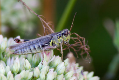 Mlanople  pattes rouges / Melanoplus, femurrubrum / Red-legged grasshopper