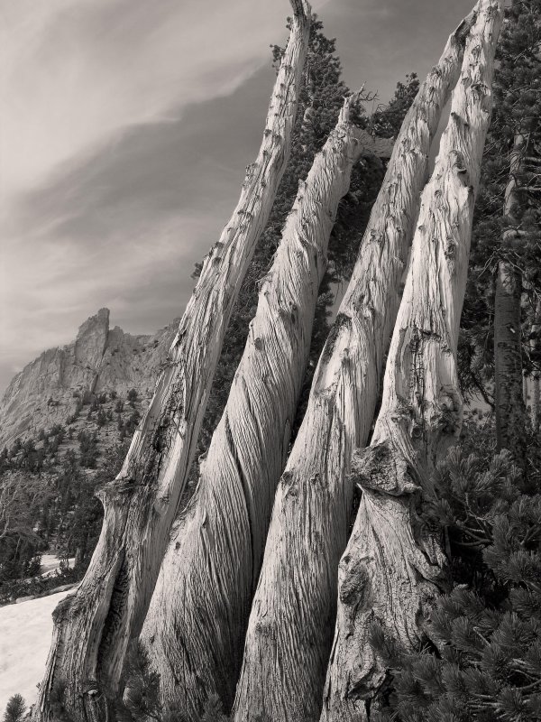 lodgepoles_6376.jpg