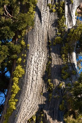 Mtn Juniper_9194.jpg