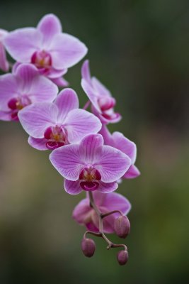 Kauai - the garden isle