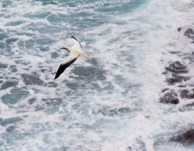 red footed booby at Kilauea