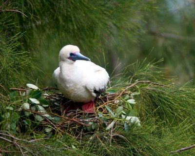 Nesting red footed booby