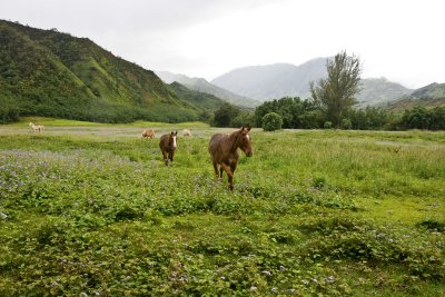 Lumaha'i horses