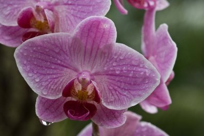Orchid detail -  rainy morning