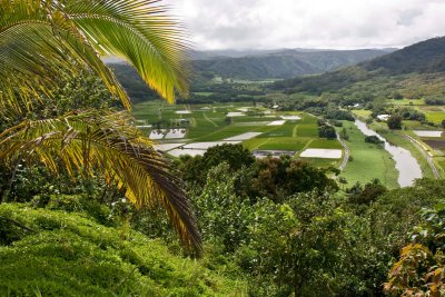Hanalei Valley