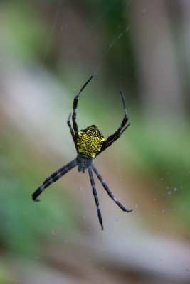 a popular spider, cane spider?