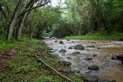 jungle river