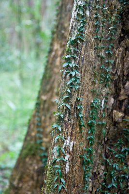 vine detail