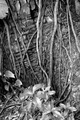 B&W vines