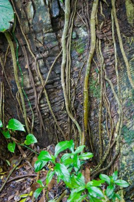 color vines