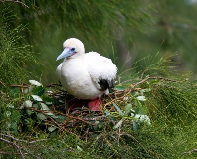 20090306       Nesting Red Footed Booby