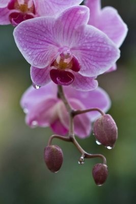 20090307       Hawaiian orchids