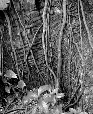 20090309      Vines study B&W