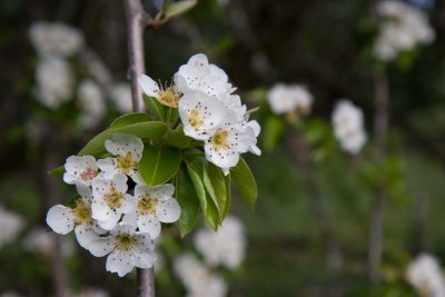 20090417 - Cherry Blossoms