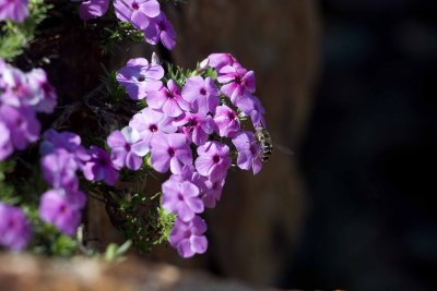 20090531 phlox with friend