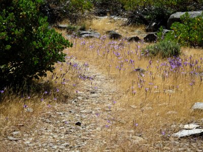 Wally Baskets(?) along the lower, hot stretch at 4200'
