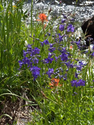 Indian Paintbrush and larkspur?