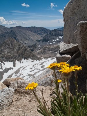 Summit flowers