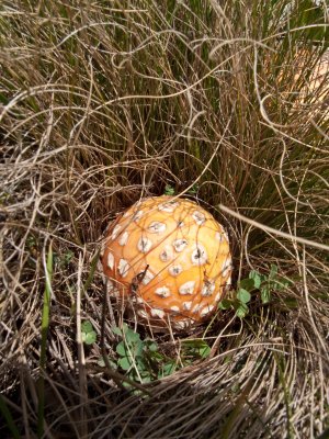 fungi