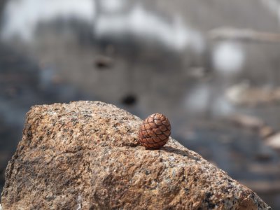 Pine cone serie