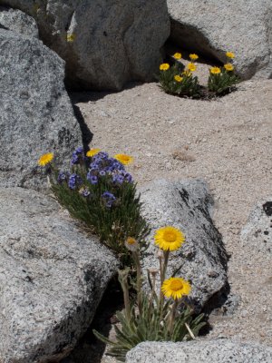 Summit flowers